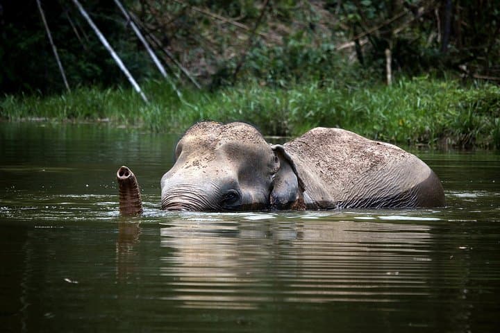 Observe elephants bathe freely after years of hard work