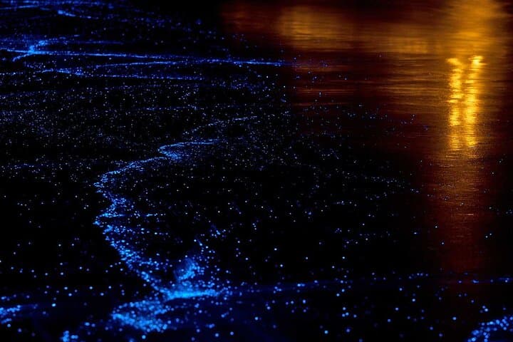 Watch bio-luminescent plankton