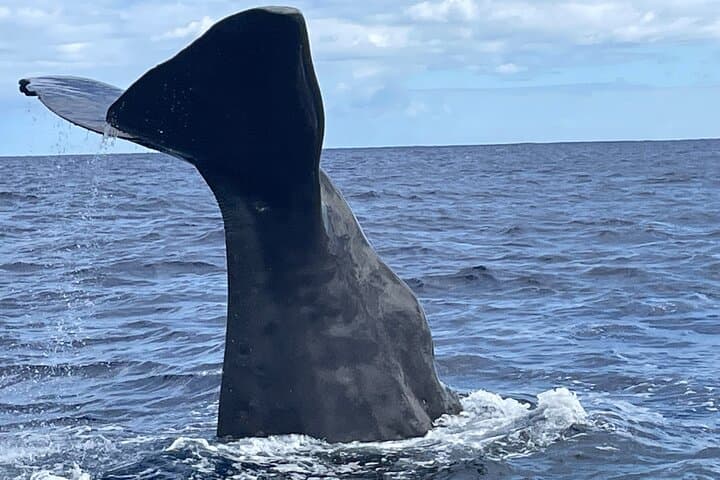 Sperm Whale Near Black River