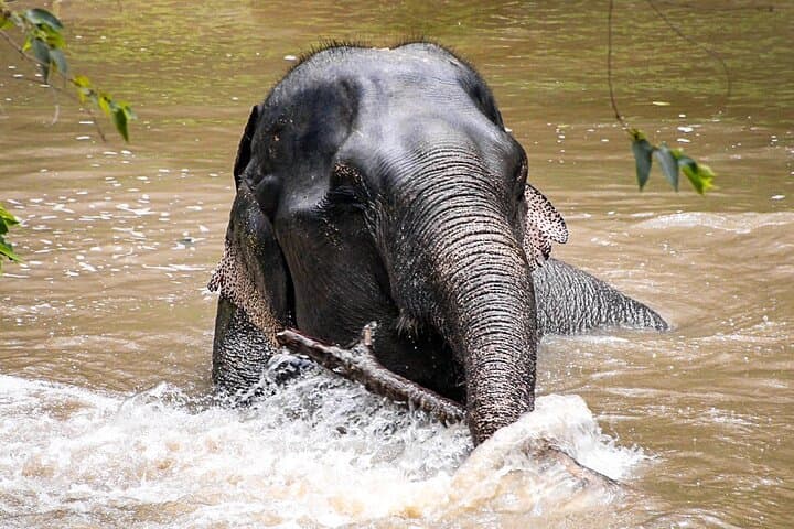 Watch as elephants bathe freely in expansive ponds and streams