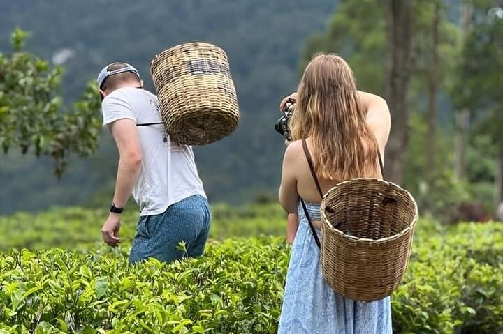 Tea plantation Tour